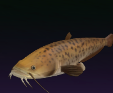 Catfish
